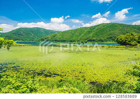 滋賀縣長濱市奧久市琵琶湖湖面水生植物 128583689