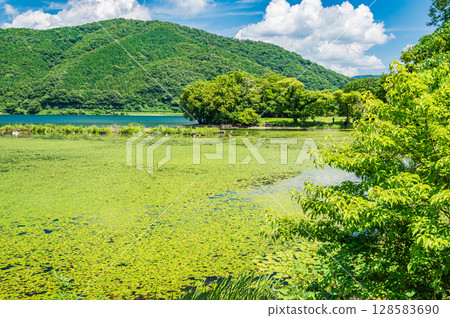 滋賀縣長濱市奧久市琵琶湖湖面水生植物 128583690