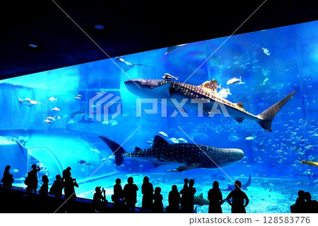 鯨鯊在沖繩美麗海水族館的大水槽裡游泳 128583776