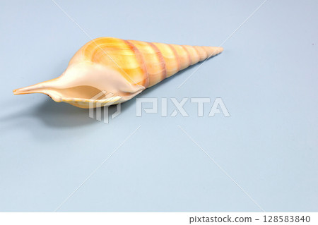 Large sea shell on blue background 128583840