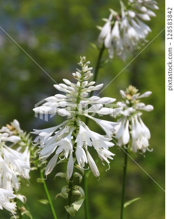 Hosta flowers blooming in summer 128583842
