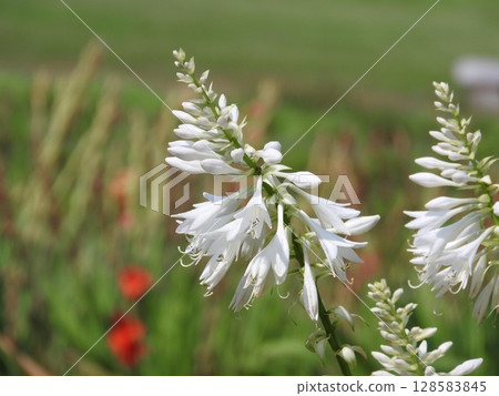 Hosta flowers blooming in summer 128583845
