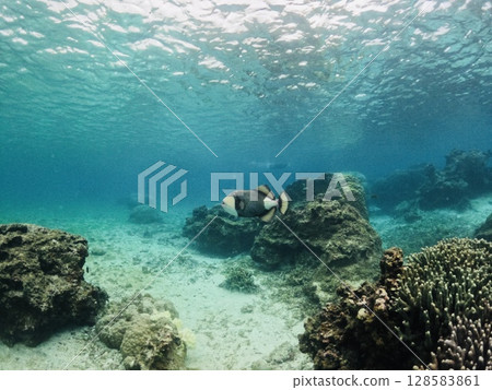 Blue sea and diver, Spotted triggerfish 128583861