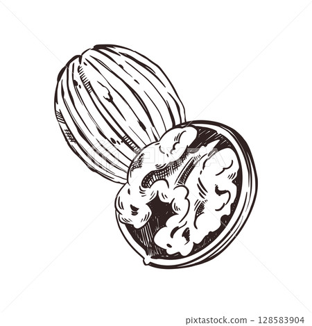 Walnut in the shell and walnut kernel. Vector illustration hand-drawn with ink. For printing on the packaging of products with nuts, shop windows, printing on tableware. Vector illustration Walnut in the shell and walnut kernel. Vector illustration hand-drawn with ink. For printing on the packaging of products with nuts, shop windows, printing on tableware. Vector illustration 128583904