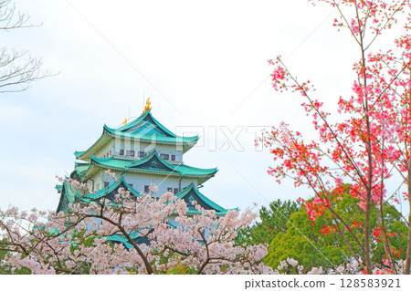 愛知縣名古屋市櫻花盛開和名古屋城的景色 愛知縣名古屋市櫻花盛開和名古屋城的景色 128583921