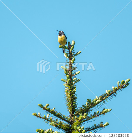 Grey wagtail singing in a pine tree Grey wagtail singing in a pine tree 128583928