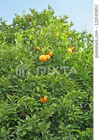 Tree: Natsudaidai (Rutaceae) Tree: Natsudaidai (Rutaceae) 128583951