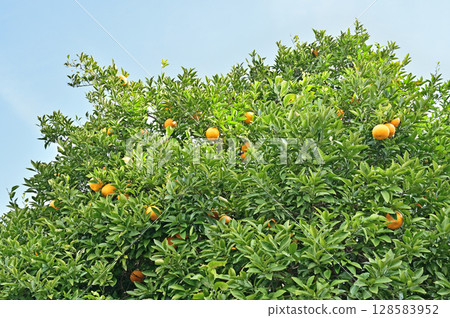 Tree: Natsudaidai (Rutaceae) 128583952