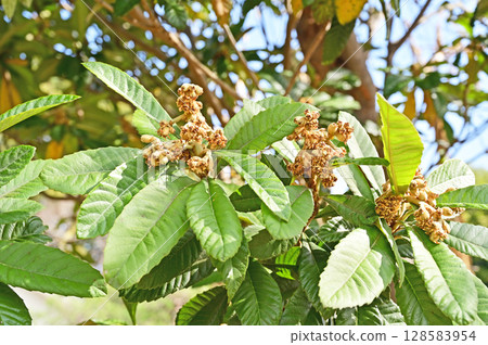 Tree · Bivalvaceae 128583954