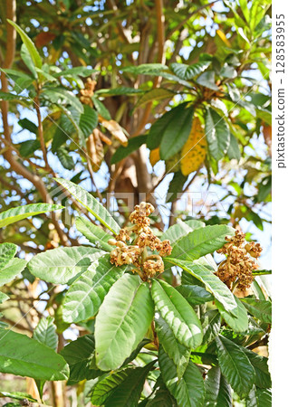 Tree · Bivalvaceae Tree · Bivalvaceae 128583955