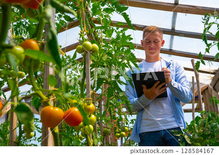 A young agronomist, a farmer with a tablet in his hands, in a tomato greenhouse, studies the quality, non-GMO, and ripeness of tomatoes. Environmentally friendly products. A young agronomist, a farmer with a tablet in his hands, in a tomato greenhouse, studies the quality, non-GMO, and ripeness of tomatoes. Environmentally friendly products. 128584167