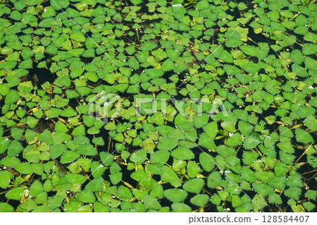 池塘裡長滿了水葫蘆葉子 128584407