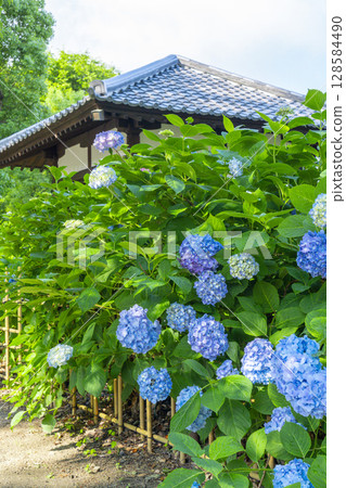 夏季京都藤森神社繡球花園 夏季京都藤森神社繡球花園 128584490