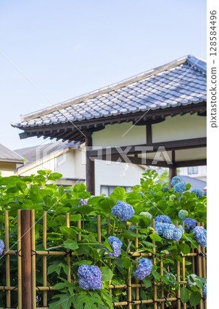 夏季京都藤森神社繡球花園 夏季京都藤森神社繡球花園 128584496