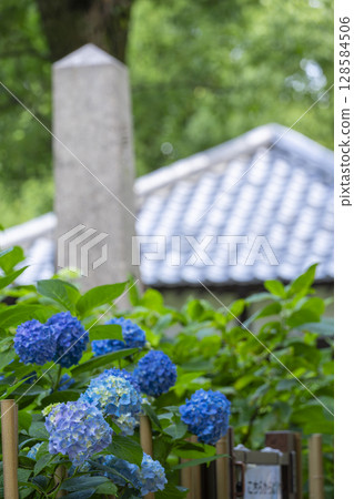 夏季京都藤森神社繡球花園 128584506