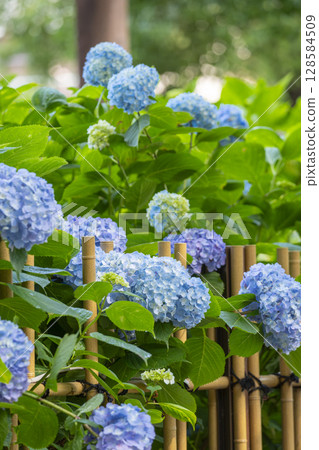 夏季京都藤森神社繡球花園 夏季京都藤森神社繡球花園 128584509
