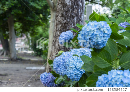 夏季京都藤森神社繡球花園 128584527