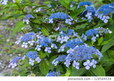 Summer Kyoto Fujimori Shrine Hydrangea Garden Summer Kyoto Fujimori Shrine Hydrangea Garden 128584534