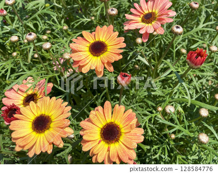 Brightly blooming Maximum flowers with beautiful yellow and orange petals | Garden elements, floral themed backgrounds 128584776