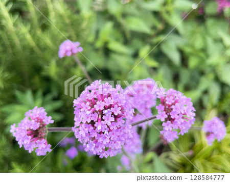 The soft purple flowers of the beautiful Sanjaku Verbena | Plant-themed design, soothing background material 128584777