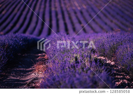 Lavender field Provence: Rows bloom in summer for perfume, France rural region farming landscape. 128585058