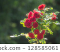 A red rose 128585061