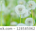 Fluffy dandelion fluff 128585062