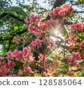 Pink azaleas blooming among the fresh greenery Western azalea 128585064