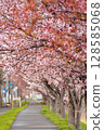 Scenery with cherry blossoms 128585068