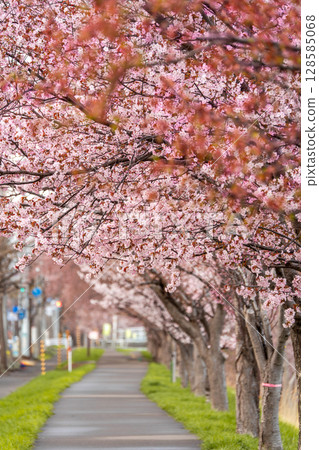Scenery with cherry blossoms 128585068