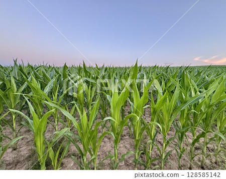 growing corn in a field on a summer day. High quality photo 128585142