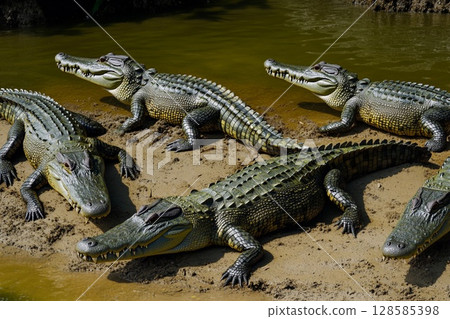 Crocodiles Basking on Sunny Shore Near Tranquil Waters Under Bright Sky. Generative AI 128585398
