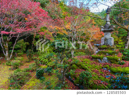 Garden of Saige-ji in autumn of Kyoto 128585503