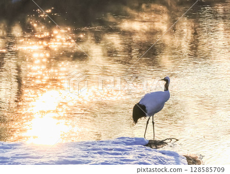 Red-crowned cranes shining in the morning sun Red-crowned cranes shining in the morning sun 128585709