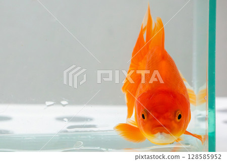 Oranda goldfish in aquarium fish tank close up 128585952