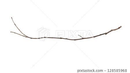 Dry tree branches isolated on white background 128585968