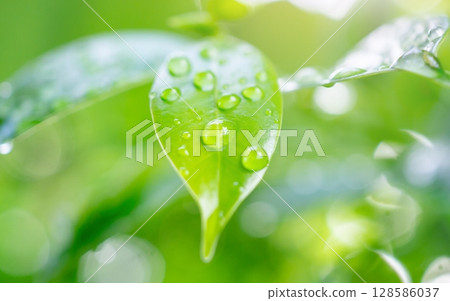 rain water drop on green leaf closeup natural background rain water drop on green leaf closeup natural background 128586037