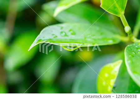 rain water drop on green leaf closeup natural background rain water drop on green leaf closeup natural background 128586038