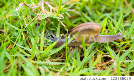 little helix snail on green grass close up 128586039