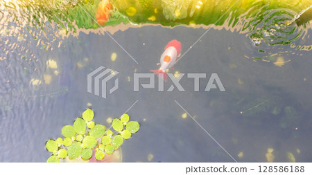 Goldfish in aquarium fish pond close up 128586188