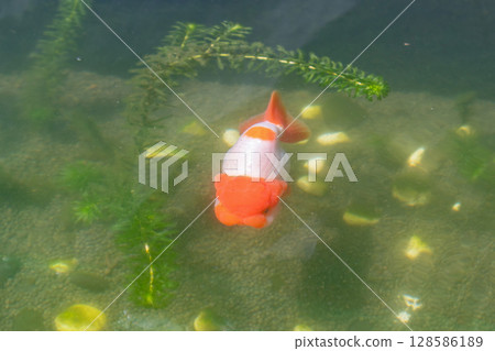 Goldfish in aquarium fish pond close up 128586189