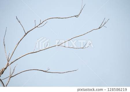 Dry tree branches with blue sky 128586219
