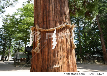 Azumino Hotaka Shrine Tree Azumino Hotaka Shrine Tree 128586624