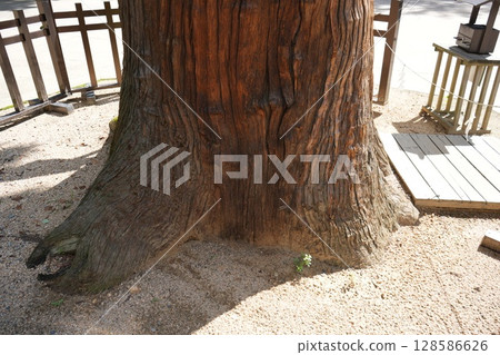 Azumino Hotaka Shrine Tree 128586626