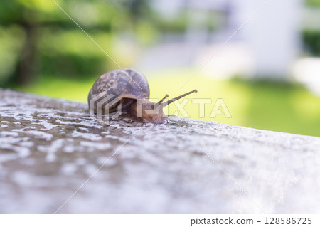 little helix snail on concrete wall close up 128586725