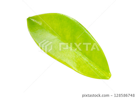 Natural green leaf isolated on white background 128586748