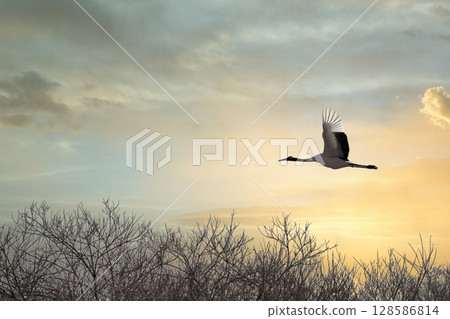 A red-crowned crane flying in the setting sun 128586814