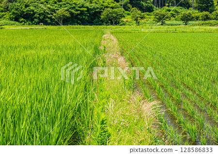 Rural scenery of Nishiasaimachi, Lake Biwa, Nagahama City, Shiga Prefecture Rural scenery of Nishiasaimachi, Lake Biwa, Nagahama City, Shiga Prefecture 128586833