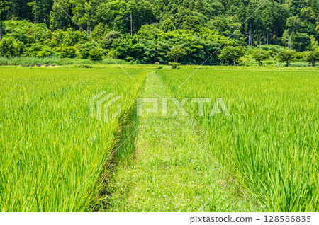 Rural scenery of Nishiasaimachi, Lake Biwa, Nagahama City, Shiga Prefecture Rural scenery of Nishiasaimachi, Lake Biwa, Nagahama City, Shiga Prefecture 128586835