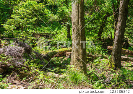 Coniferous forests of Lake Biwa in Nagahama, Shiga Prefecture 128586842